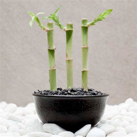 招財植物有哪些|新春開運植物怎麼選？室內招財植物推薦6種，招來貴。